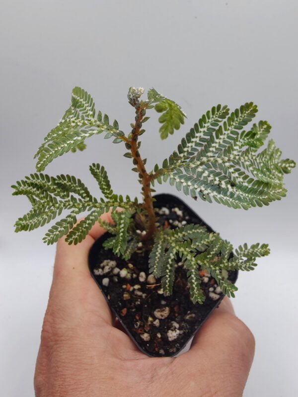 Selaginella picta