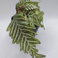 Selaginella picta