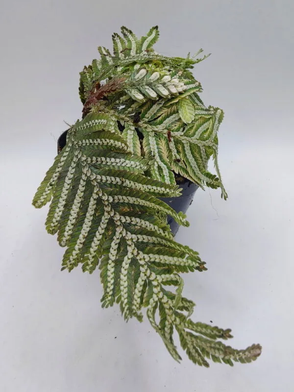 Selaginella picta