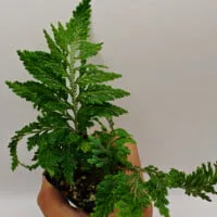 Selaginella hoffmannii Selaginella hoffmannii