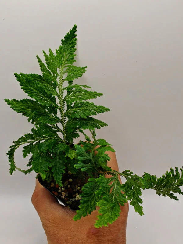 Selaginella hoffmannii