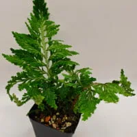 Selaginella hoffmannii Selaginella hoffmannii