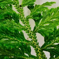 Selaginella hoffmannii Selaginella hoffmannii