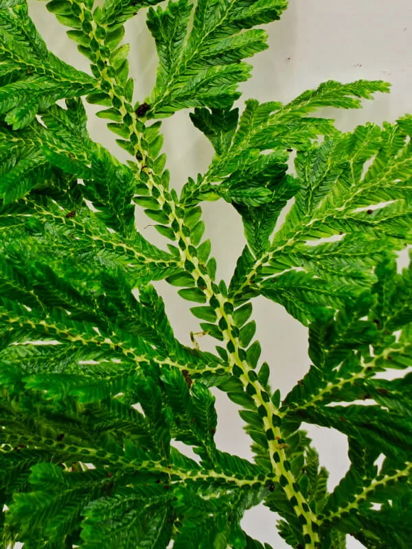 Selaginella hoffmannii Selaginella hoffmannii