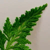 Selaginella hoffmannii Selaginella hoffmannii