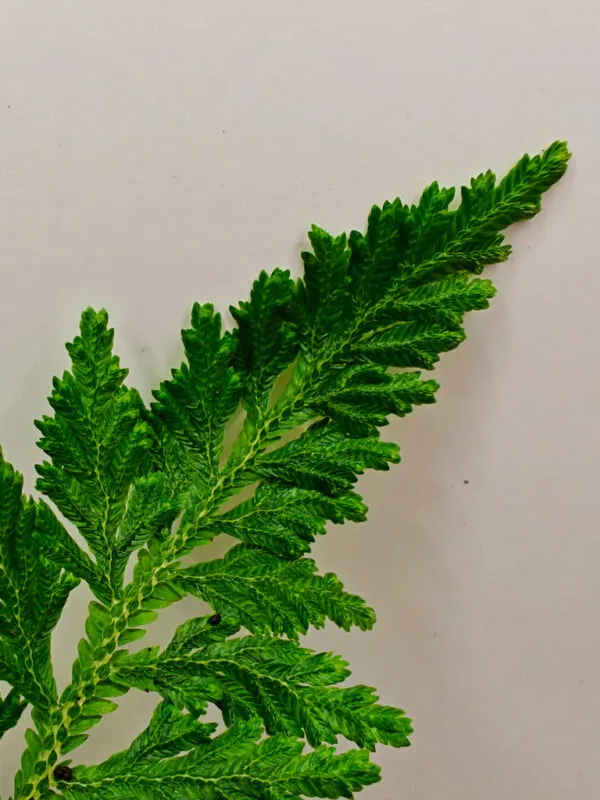 Selaginella hoffmannii Selaginella hoffmannii
