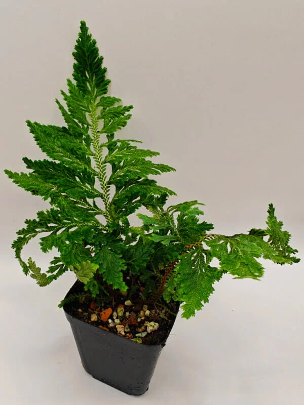 Selaginella hoffmannii