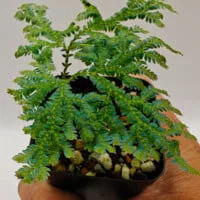Selaginella siamensis Selaginella siamensis
