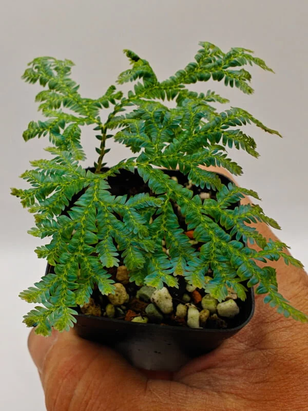 Selaginella siamensis