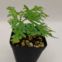 Selaginella siamensis Selaginella siamensis