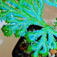 Selaginella siamensis Selaginella siamensis