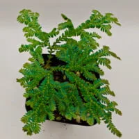 Selaginella siamensis Selaginella siamensis