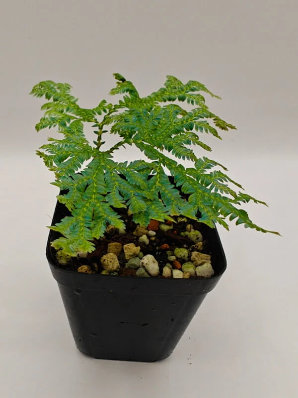 Buy Selaginella siamensis | Zephyr Terra