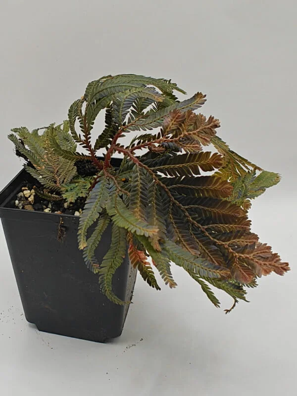 Selaginella sp Malaysia