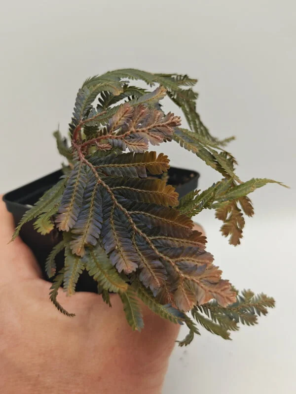 Selaginella sp Malaysia