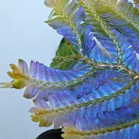 その他観葉植物 Selaginella sp. 'Purple' from Sarawak Buy Selaginella sp Malaysia | Zephyr Terra