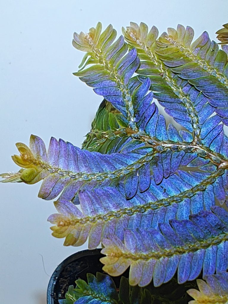 Buy Selaginella sp Malaysia | Zephyr Terra