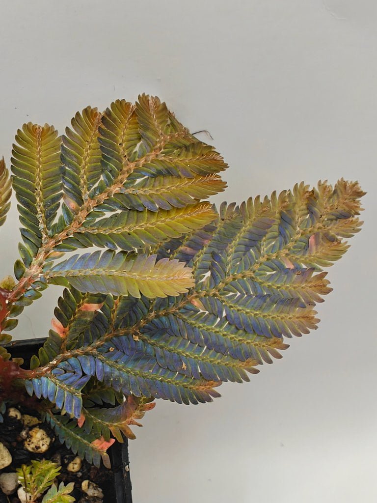 Buy Selaginella sp Malaysia | Zephyr Terra