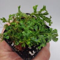 Selaginella sp metallic