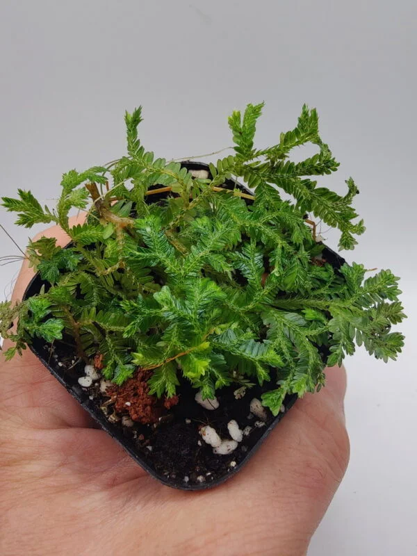 Selaginella sp metallic