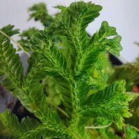 Selaginella sp metallic