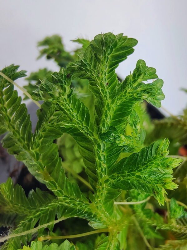 Selaginella sp metallic