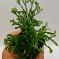 Selaginella sp Panama