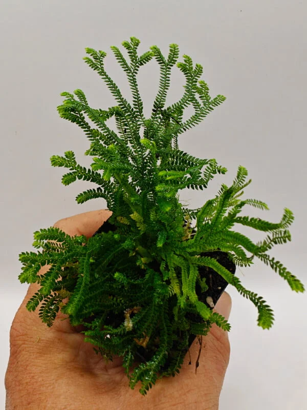 Selaginella sp Panama
