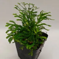 Selaginella sp Panama