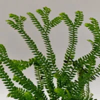 Selaginella sp Panama