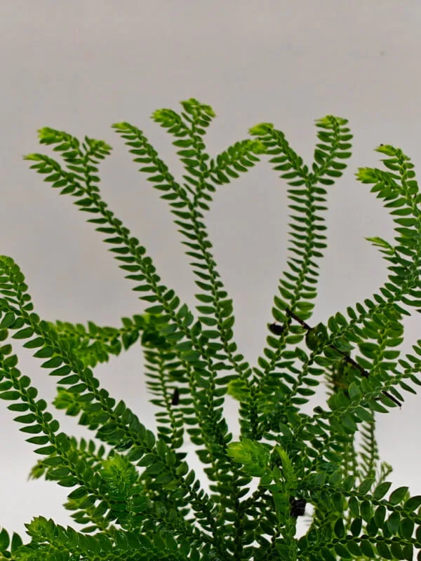 Selaginella sp Panama