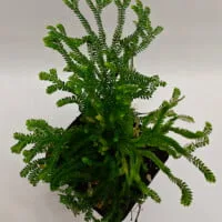 Selaginella sp Panama
