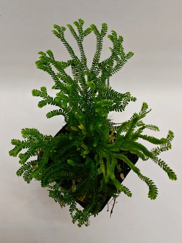 Selaginella sp Panama
