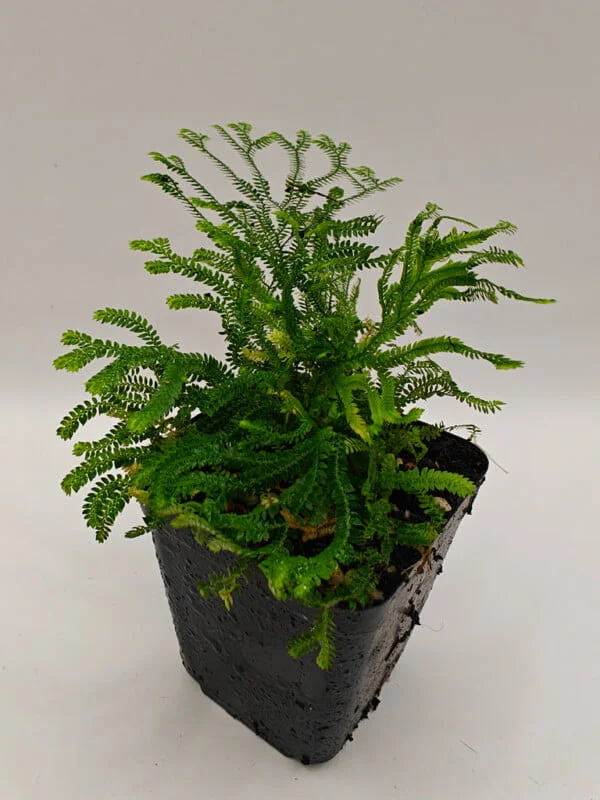 Selaginella sp Panama