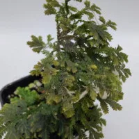 Selaginella sp Peninsular Selaginella sp Peninsular