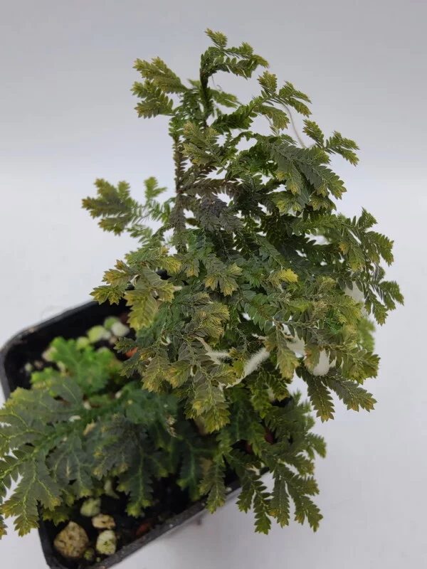 Selaginella sp Peninsular