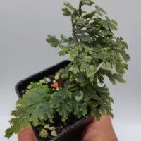 Selaginella sp Peninsular Selaginella sp Peninsular