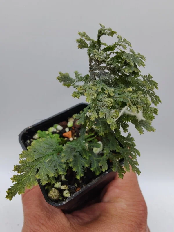 Selaginella sp Peninsular