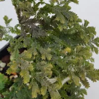Selaginella sp Peninsular Selaginella sp Peninsular