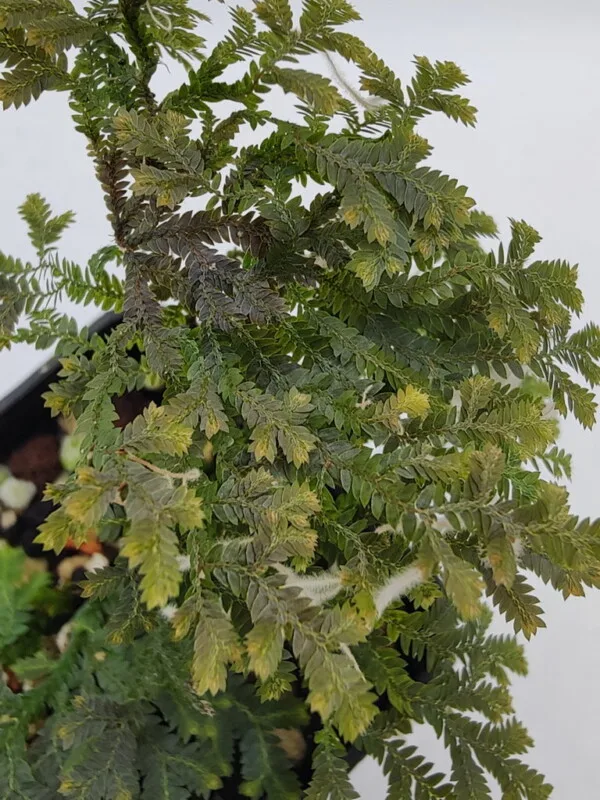 Selaginella sp Peninsular Selaginella sp Peninsular