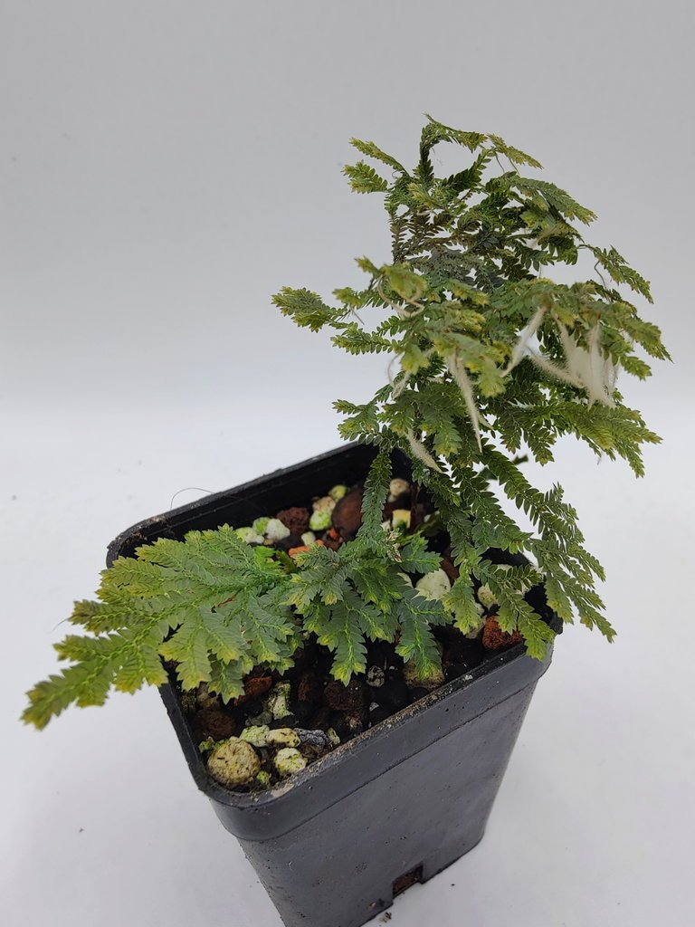 Selaginella sp. from Laos 大株 セラギネラ セラジネラ シダ 山野草｜観葉植物