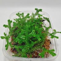 Selaginella uncinata