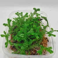 Selaginella uncinata Selaginella uncinata