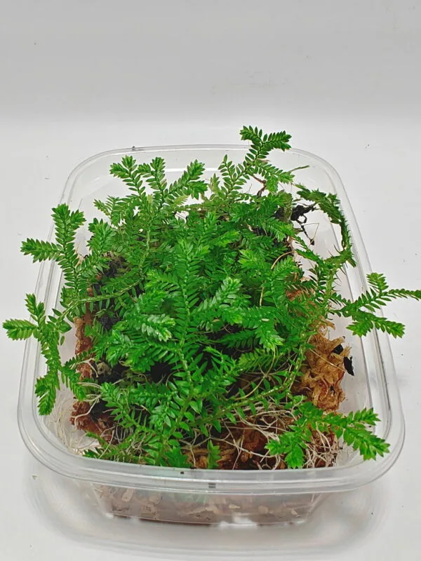 Selaginella uncinata Selaginella uncinata