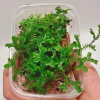 Selaginella uncinata Selaginella uncinata