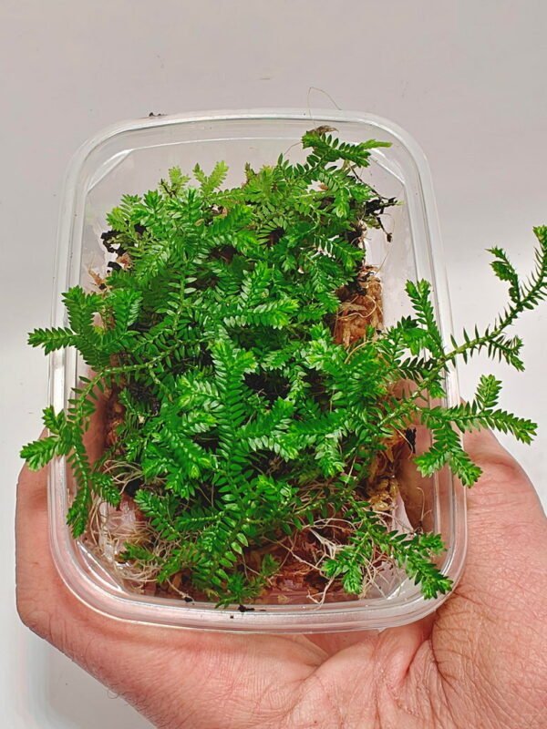 Selaginella uncinata