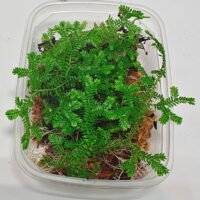 Selaginella uncinata