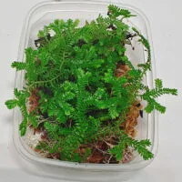 Selaginella uncinata Selaginella uncinata