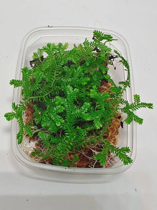 Selaginella uncinata Selaginella uncinata