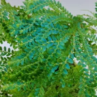 Selaginella uncinata Selaginella uncinata